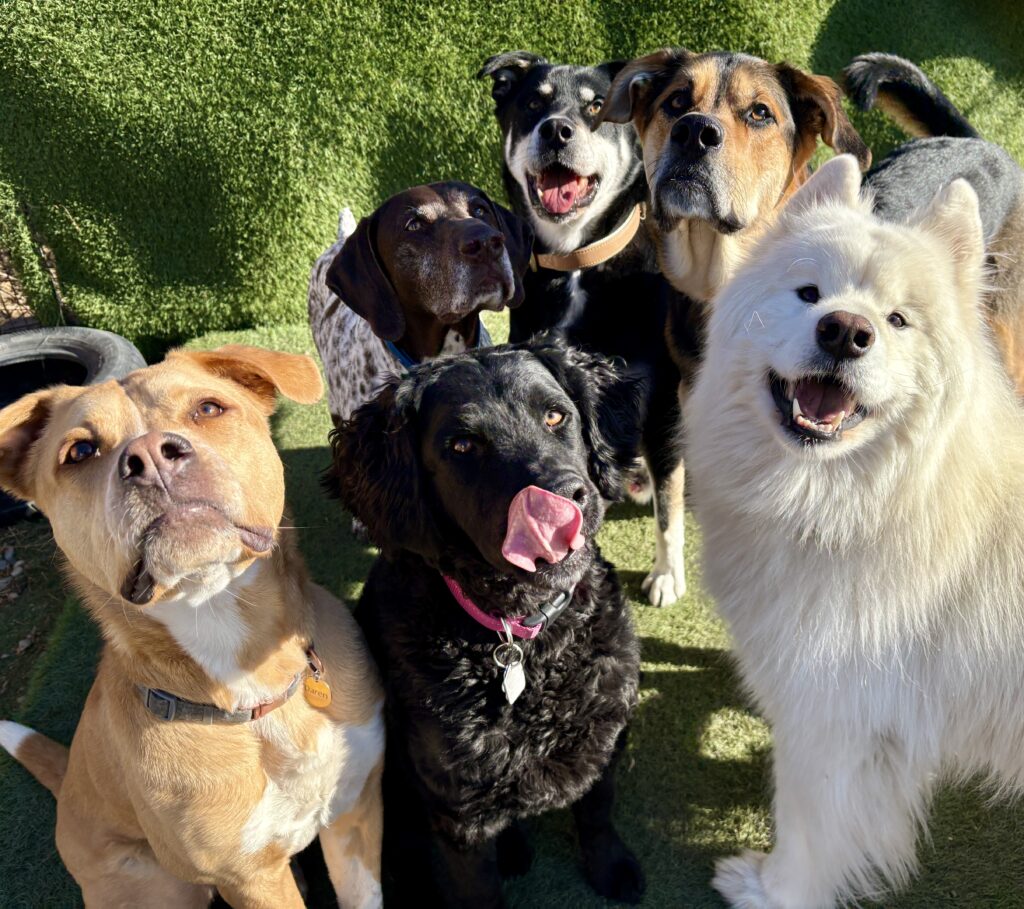 Dog enjoying daycare at Squish and Charlie's